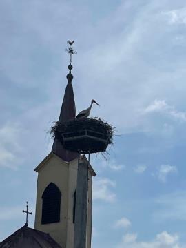 Prireditev si je iz svoje hiše ogledala tudi štorklja